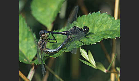 Schwarze Heidelibelle (Sympetrum danae)