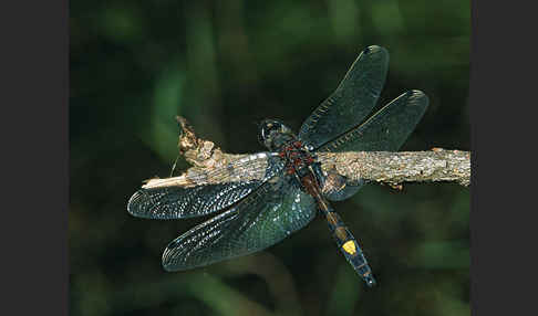 Große Moosjungfer (Leucorrhinia pectoralis)