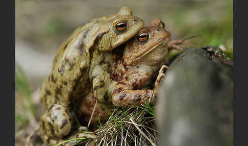 Erdkröte (Bufo bufo)