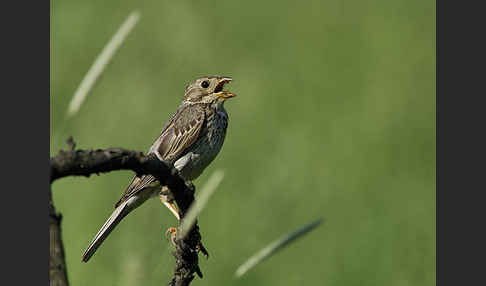 Grauammer (Miliaria calandra)