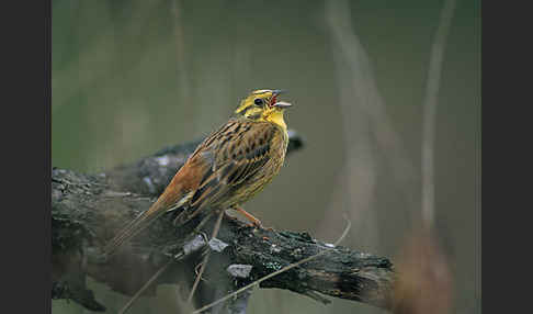 Goldammer (Emberiza citrinella)