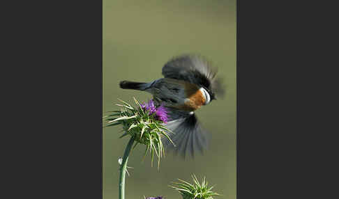 Schwarzkehlchen (Saxicola torquata)