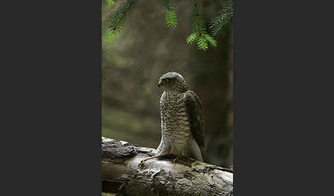 Sperber (Accipiter nisus)