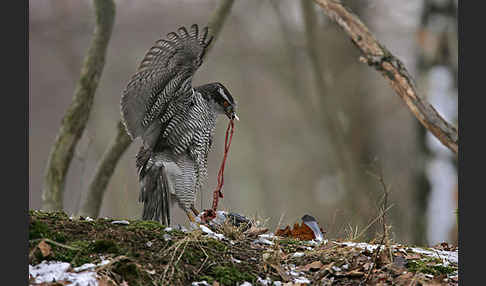 Habicht (Accipiter gentilis)