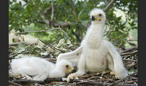 Kaiseradler (Aquila heliaca)