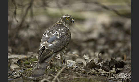 Sperber (Accipiter nisus)