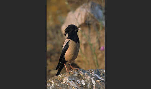 Rosenstar (Sturnus roseus)