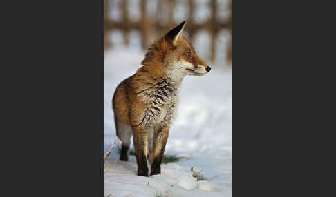 Rotfuchs (Vulpes vulpes)