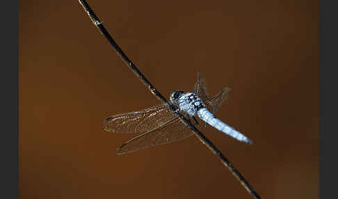 Südlicher Blaupfeil (Orthetrum brunneum)