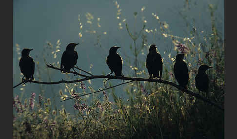 Star (Sturnus vulgaris)