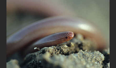 Wurmschlange (Typhlops vermicularis)