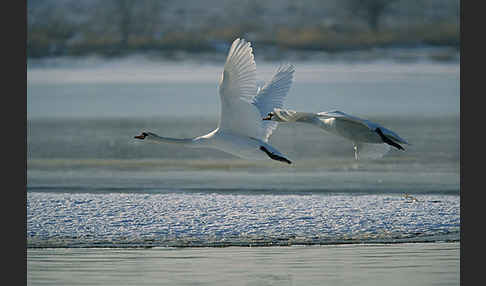 Höckerschwan (Cygnus olor)