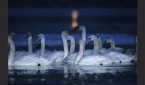 Höckerschwan (Cygnus olor)