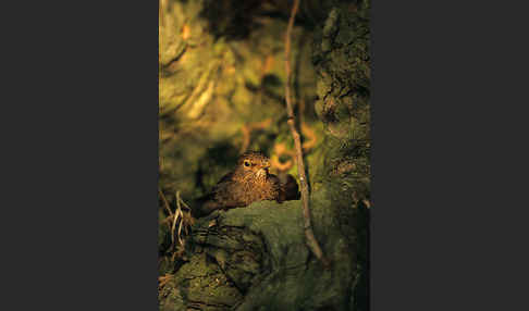 Amsel (Turdus merula)