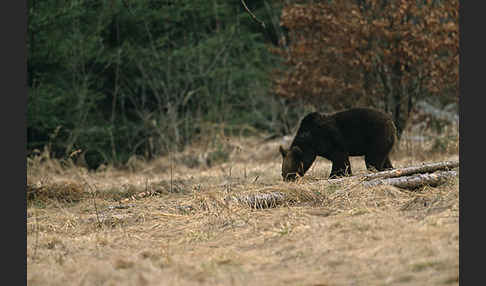 Braunbär (Ursus arctos)