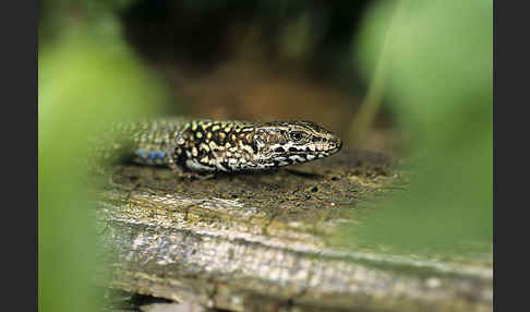 Mauereidechse (Podarcis muralis)