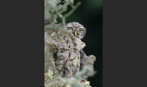 Steinkauz (Athene noctua)