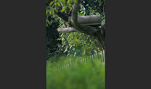 Steinkauz (Athene noctua)