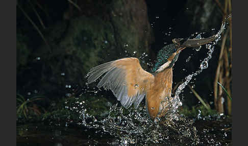 Eisvogel (Alcedo atthis)