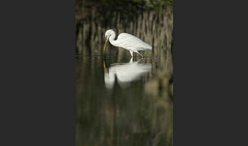 Küstenreiher (Egretta gularis gularis)