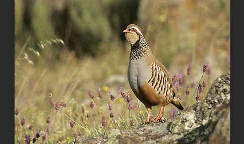 Rothuhn (Alectoris rufa)