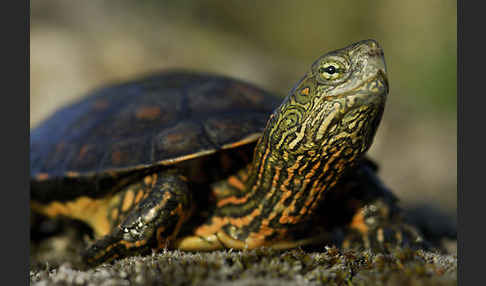 Spanische Wasserschildkröte (Mauremys leprosa)