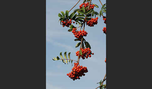 Eberesche (Sorbus aucuparia)