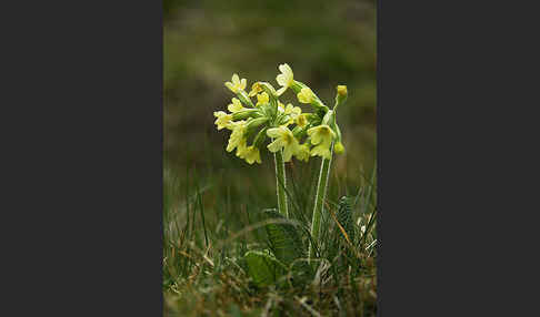 Hohe Schlüsselblume (Primula elatior)