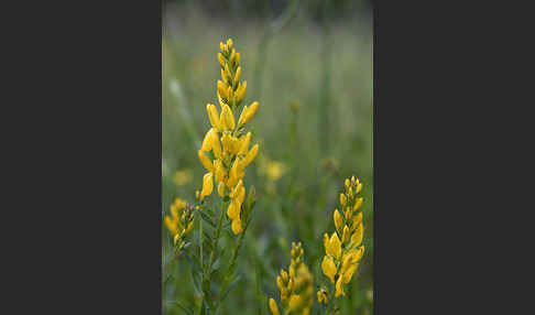 Färber-Ginster (Genista tinctoria)