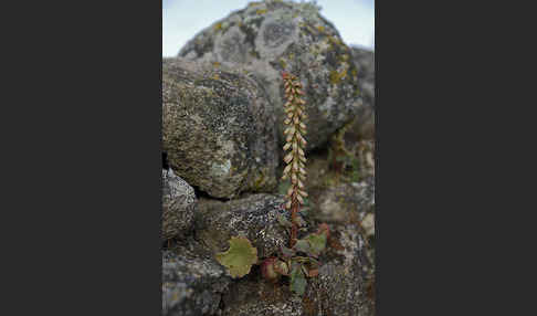 Felsen-Nabelkraut (Umbilicus rupestris)