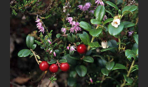 Preiselbeere (Vaccinium vitis-idaea)