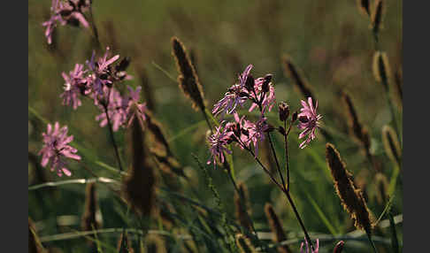 Kuckucks-Lichtnelke (Lychnis flos-cuculi)