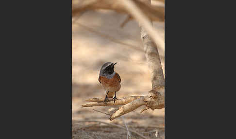 Gartenrotschwanz (Phoenicurus phoenicurus)