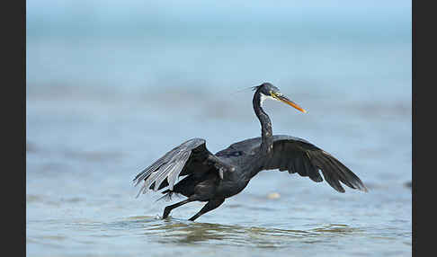 Küstenreiher (Egretta gularis gularis)