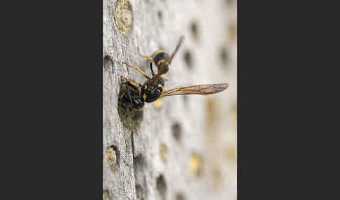 Faltenwespe spec. (Ancistrocerus trifasciatus)