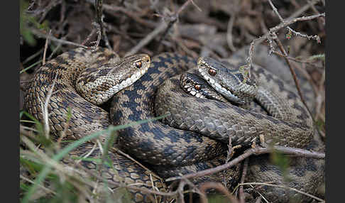 Kreuzotter (Vipera berus)