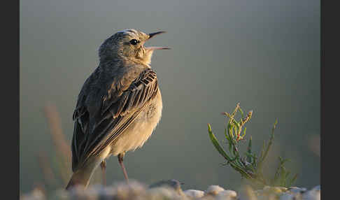 Brachpieper (Anthus campestris)