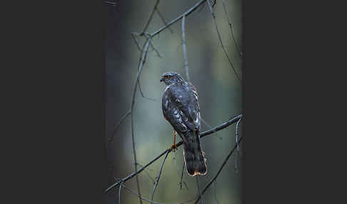 Sperber (Accipiter nisus)