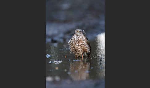 Sperber (Accipiter nisus)