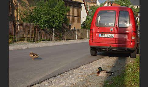 Stockente (Anas platyrhynchos)