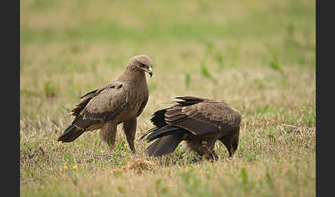 Schreiadler (Aquila pomarina)