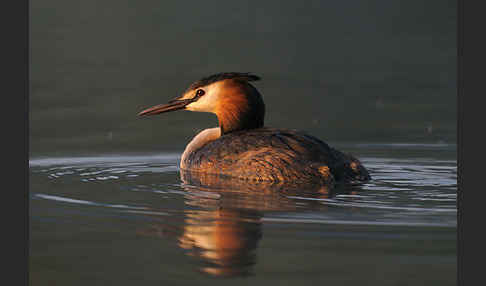 Haubentaucher (Podiceps cristatus)