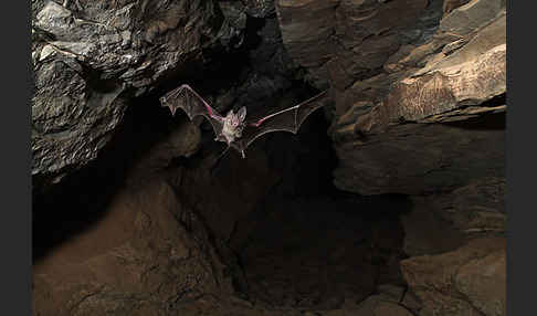 Kleine Mausschwanzfledermaus (Rhinopoma hardwickii)