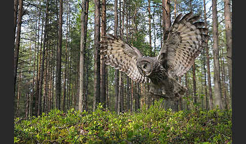 Bartkauz (Strix nebulosa)