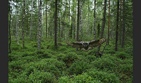 Bartkauz (Strix nebulosa)