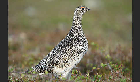 Alpenschneehuhn (Lagopus mutus)