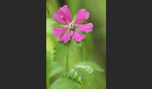 Allackerbeere (Rubus arcticus)