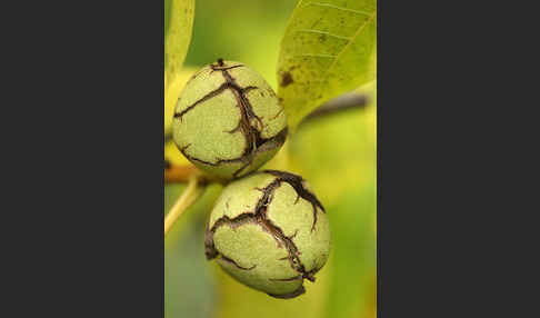 Walnußbaum (Juglans regia)