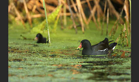 Teichralle (Gallinula chloropus)