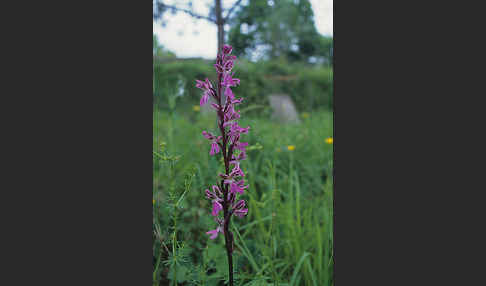 Atlas-Knabenkraut (Orchis patens)